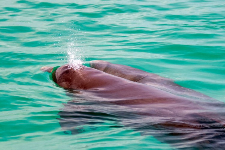 Wild About Dolphins Charters-Dolphin's air hole